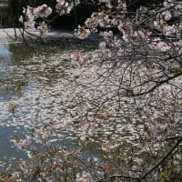 花いかだ