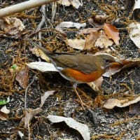 緑地公園の野鳥