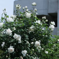 青和ばら公園のバラ 1