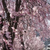 春の旅～④　飛騨古川桜景