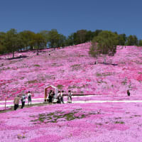 東藻琴芝桜公園