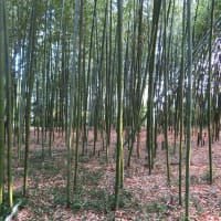 岸本記念自然緑地公園のヒメボタル２０２５