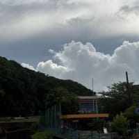 ちょっぴり野生化しちゃった紫陽花