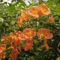 凌霄花（ノウゼンカズラ）