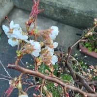 サクランボの花咲く
