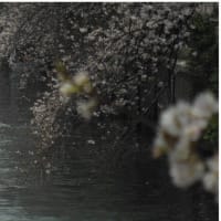 満開の桜の川を行き来する船
