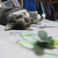 トンボちゃん、再ブーム