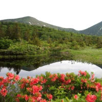 ２０２５年６月２４日　北八甲田山麓　睡蓮沼のようす