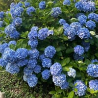 衣笠山公園