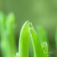 ギボウシの新芽に朝露ころころと♪