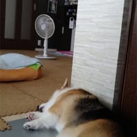 もう夏ですか？
