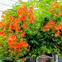 久し振りの投稿です。(*^▽^*)
