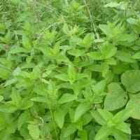 2025年津之江公園自然再生エリア植物観察会
