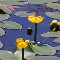 関ケ原の十九女池へスイレンとヒメコウホネの花を見に出かけた