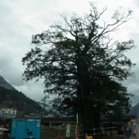 河川改修とカヤ