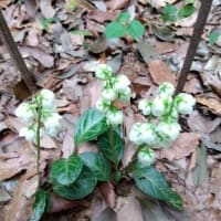 クヌギ林の下草刈り
