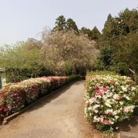 布施弁天チュリップ満開