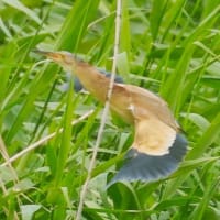 沼の鳥