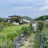 29日から7月5日までのウォーキングプラスα