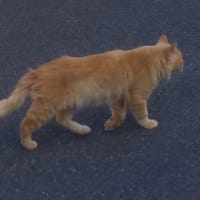 猫の目に涙