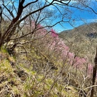 おおさる山乃家～茶の木畑山