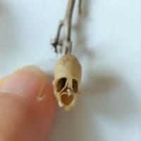 「金魚草」でドクロ祭り💀