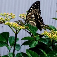アゲハチョウ（ナミアゲハ）