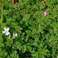 コメツブウマゴヤシの葉の間にアリアケスミレの白い花