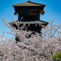 桜とヒヨドリ