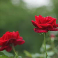 終盤の薔薇たち