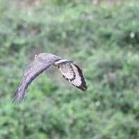 カンムリワシの飛び出し
