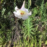 タカサゴユリが咲いた