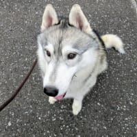 タイヤみたい