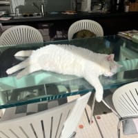 2月22日　猫の日
