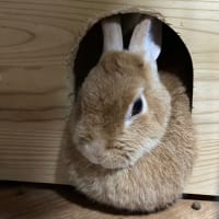 閲覧注意⚠️ ロコ•ペコ•ボスの近況