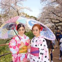桜！素敵な日本20170412