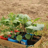 2024年04月21日　夏野菜の苗を植えました