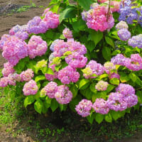 紫陽花。
