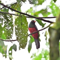 コスタリカ紀行　第2日目　ラ セルバ国立公園編　その４／ミドリキヌバネドリ　オグロキヌバネドリなど