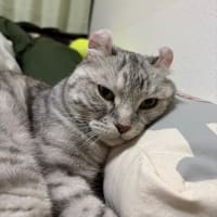 20250705の猫たちと時々犬