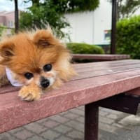 今日の愛犬「ラブ」6/25