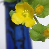 小判小茄子（コバンコナスビ）