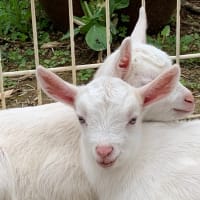 双子ちゃんの名前は…♫