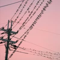 「ツバメ」のねぐら入りに感激！