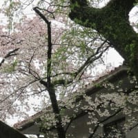 さくら、桜、サクラの春。しかし乱気温で、晴れ、曇り、雨。