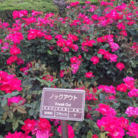 神代寺植物園 バラ 薔薇 フェスタ