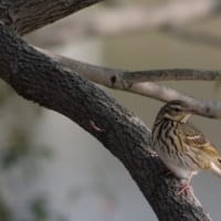 於大公園 ： 野鳥 ・ 翡翠 ・ カワセミ・・・フリー素材ブログ　ビンズイ
