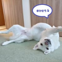 田植えしました
