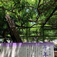 夏越しの大祓、茅の輪くぐり、千年乃藤。
