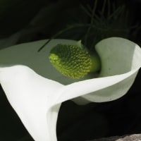 ブログサービス中止